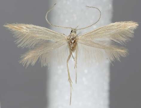 Image de Coleophora taeniipennella Herrich-Schäffer 1855