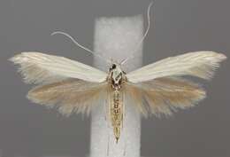 Imagem de <i>Coleophora pennella</i>