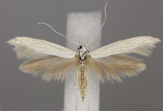 Image of <i>Coleophora pennella</i>