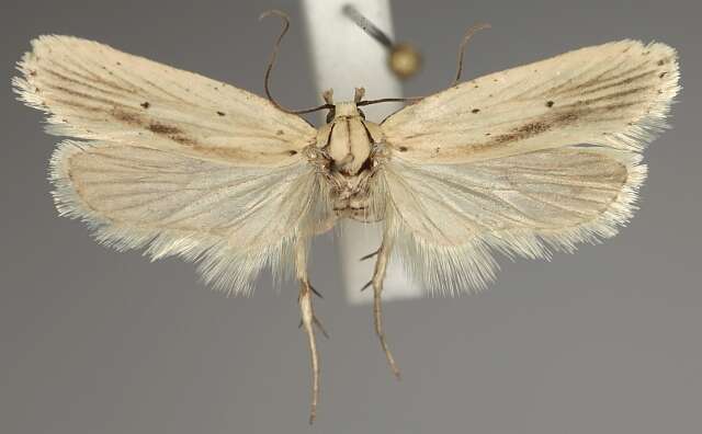 Imagem de Agonopterix pallorella Zeller 1839