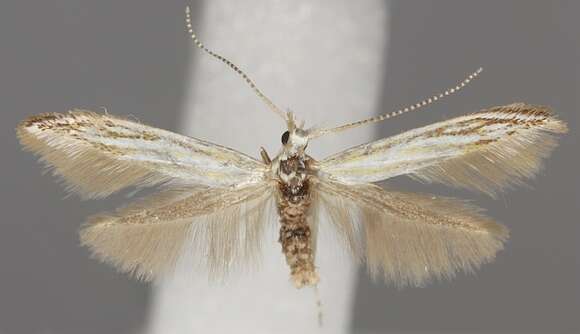 Image de Coleophora zelleriella Heinemann 1854