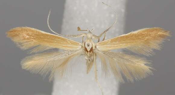 Image of Coleophora ballotella Fischer von Röslerstamm 1839