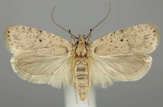 Image of Agonopterix silerella Stainton 1865