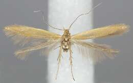 Image of Coleophora lithargyrinella Zeller 1849