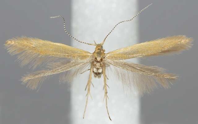 Image of Coleophora lithargyrinella Zeller 1849