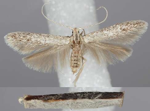 Image of grey fruit-tree case moth