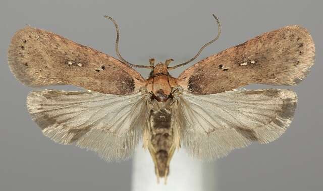 Image of <i>Agonopterix senecionis</i>