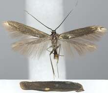 Coleophora paripennella Zeller 1839的圖片