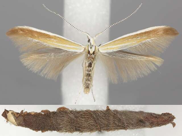 Image of Coleophora bilineatella Zeller 1849