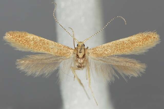 صورة Coleophora lutipennella Zeller 1838