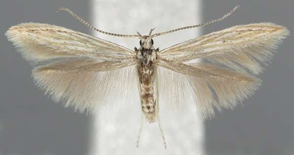 Image of Coleophora argentula Stephens 1834