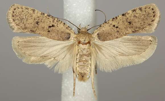 Image of Agonopterix adspersella Kollar 1832