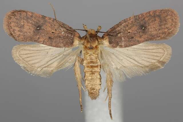 Image of Agonopterix paraselini