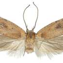 Image de <i>Agonopterix socerbi</i>