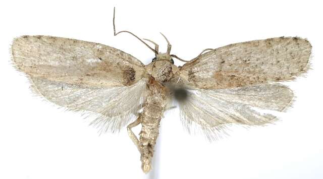 Image de Agonopterix selini Heinemann 1870