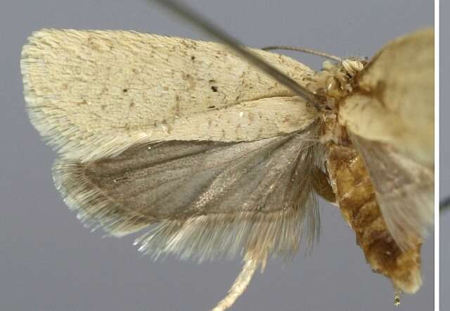 Image of Agonopterix nanatella Stainton 1849