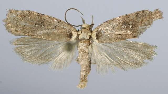 Image de Agonopterix selini Heinemann 1870