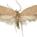 Imagem de <i>Agonopterix tripunctaria</i>