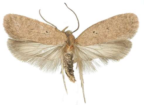 صورة <i>Agonopterix tripunctaria</i>