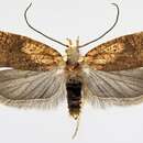 صورة Agonopterix doronicella Wocke 1850