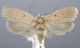 Imagem de <i>Agonopterix tripunctaria</i>