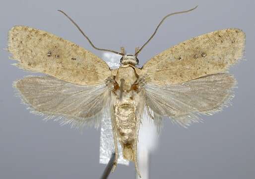 Imagem de <i>Agonopterix irrorata</i>