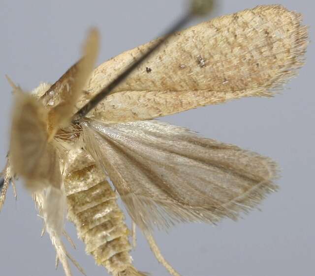 Imagem de <i>Agonopterix irrorata</i>