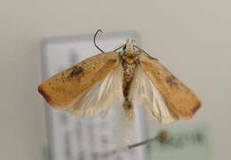 Image of Grass leafminer moth