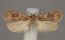 Image of Agonopterix ciliella Stainton 1849