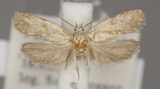 Image of Agonopterix nanatella Stainton 1849