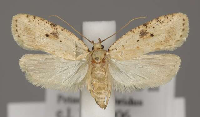 Image of Agonopterix petasitis Standfuss 1851