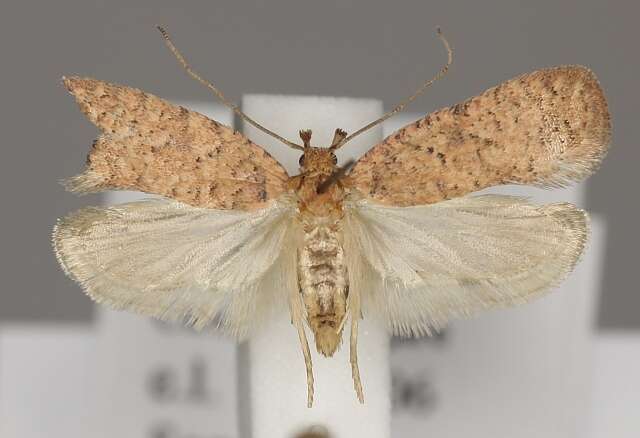 صورة Agonopterix carduella Hübner 1816