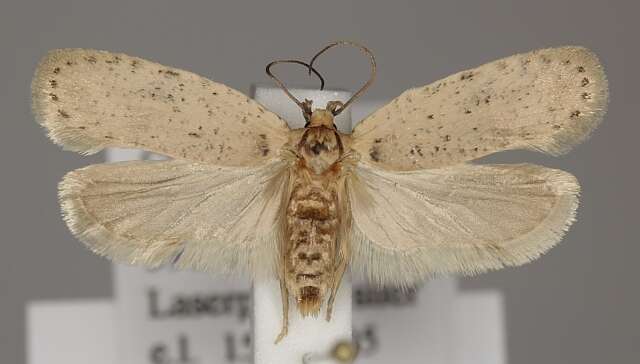 Image of Agonopterix silerella Stainton 1865