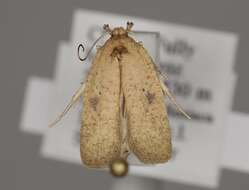 Image of Agonopterix subpropinquella Stainton 1849