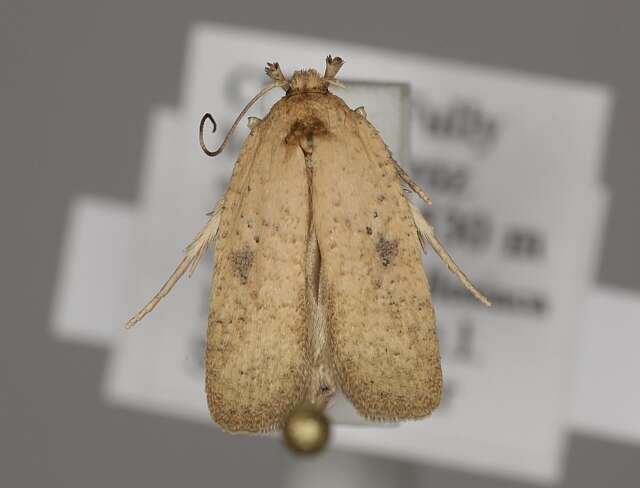 Image of Agonopterix subpropinquella Stainton 1849