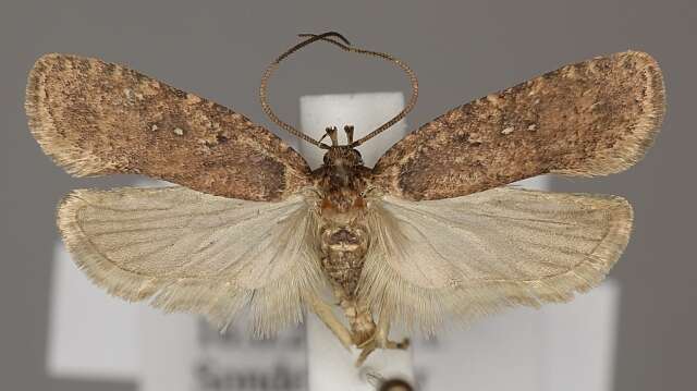 Image of Agonopterix heracliana Linnaeus 1758