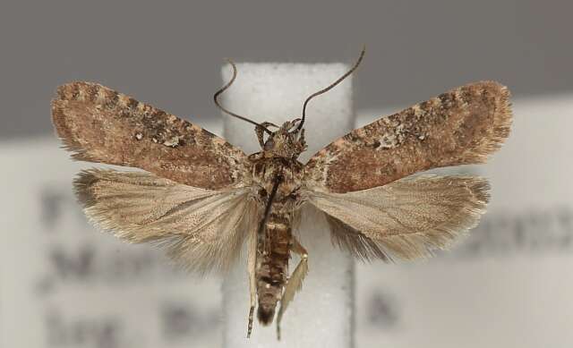 Image of Agonopterix purpurea Haworth 1812