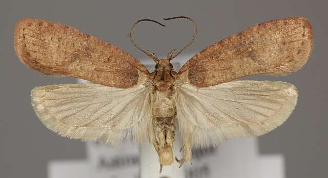 Image de Agonopterix astrantiae Heinemann 1870