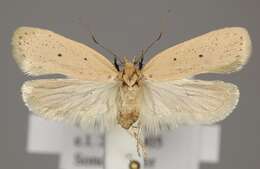 Imagem de Agonopterix pallorella Zeller 1839