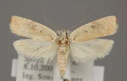 Image of Grass leafminer moth