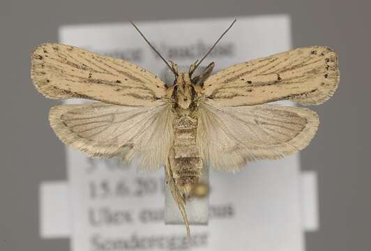 Image of Gorse Soft Shoot Moth