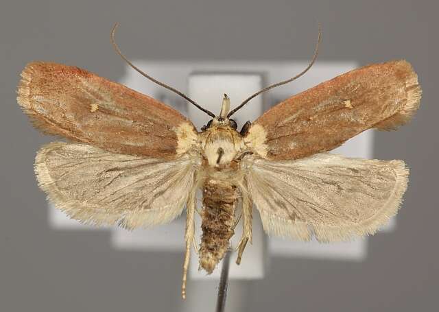 Sivun Agonopterix furvella Treitschke 1832 kuva