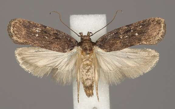 Image of Depressaria tenebricosa Zeller 1854