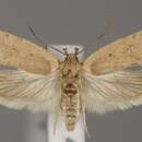 Imagem de <i>Agonopterix hippomarathri</i>