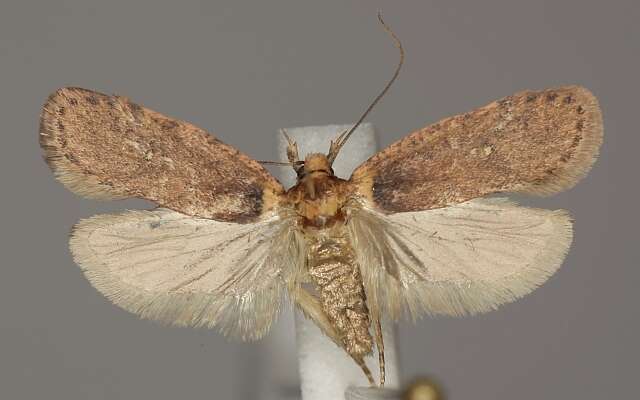 Sivun Agonopterix alpigena Frey 1870 kuva