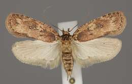 Image of Agonopterix ciliella Stainton 1849