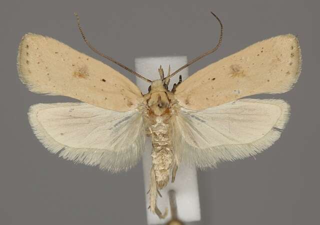 Image of Agonopterix assimilella Treitschke 1832