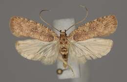 Image of Agonopterix heracliana Linnaeus 1758