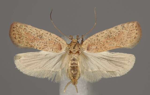 Image of Agonopterix atomella Hübner 1801