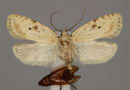 Image of Agonopterix petasitis Standfuss 1851